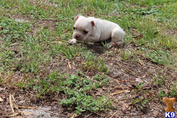 French Bulldog Puppies